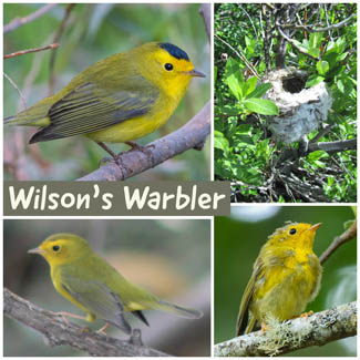 Wilson's Warbler